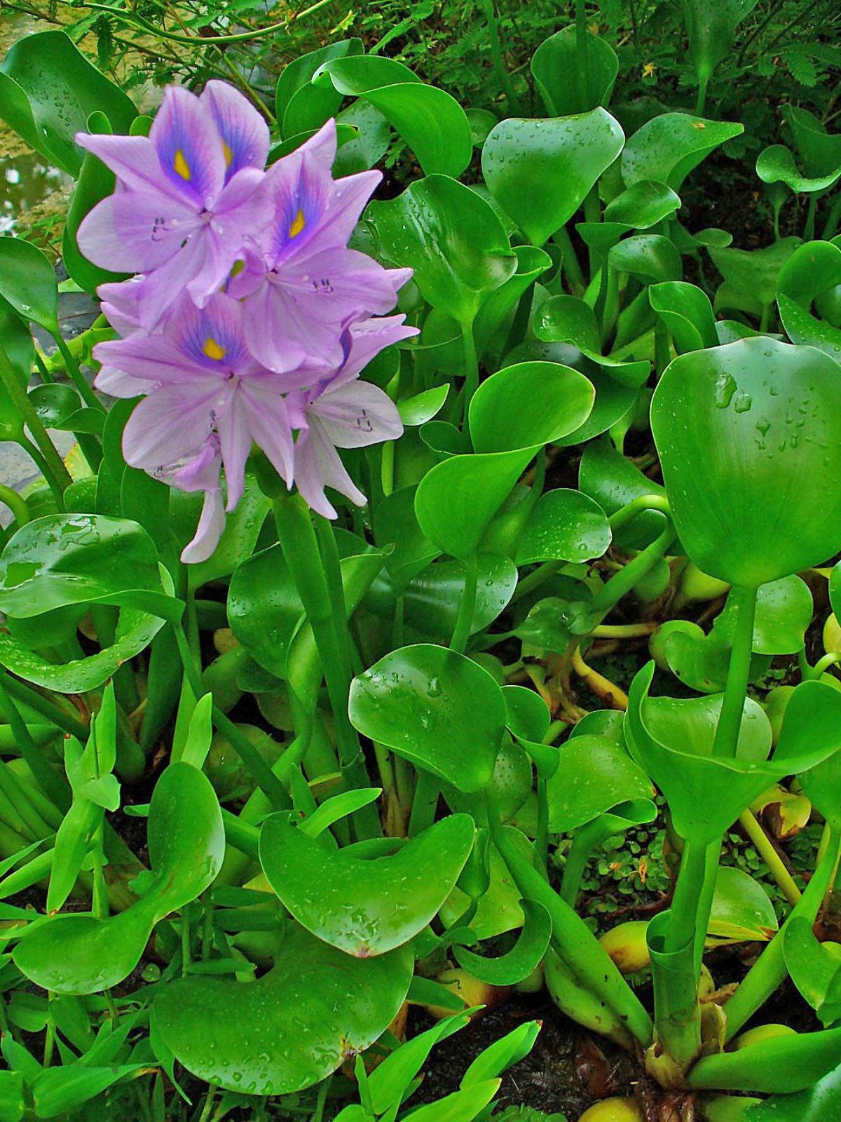 Beo nhat ban (Eichhornia crassipes Solms)