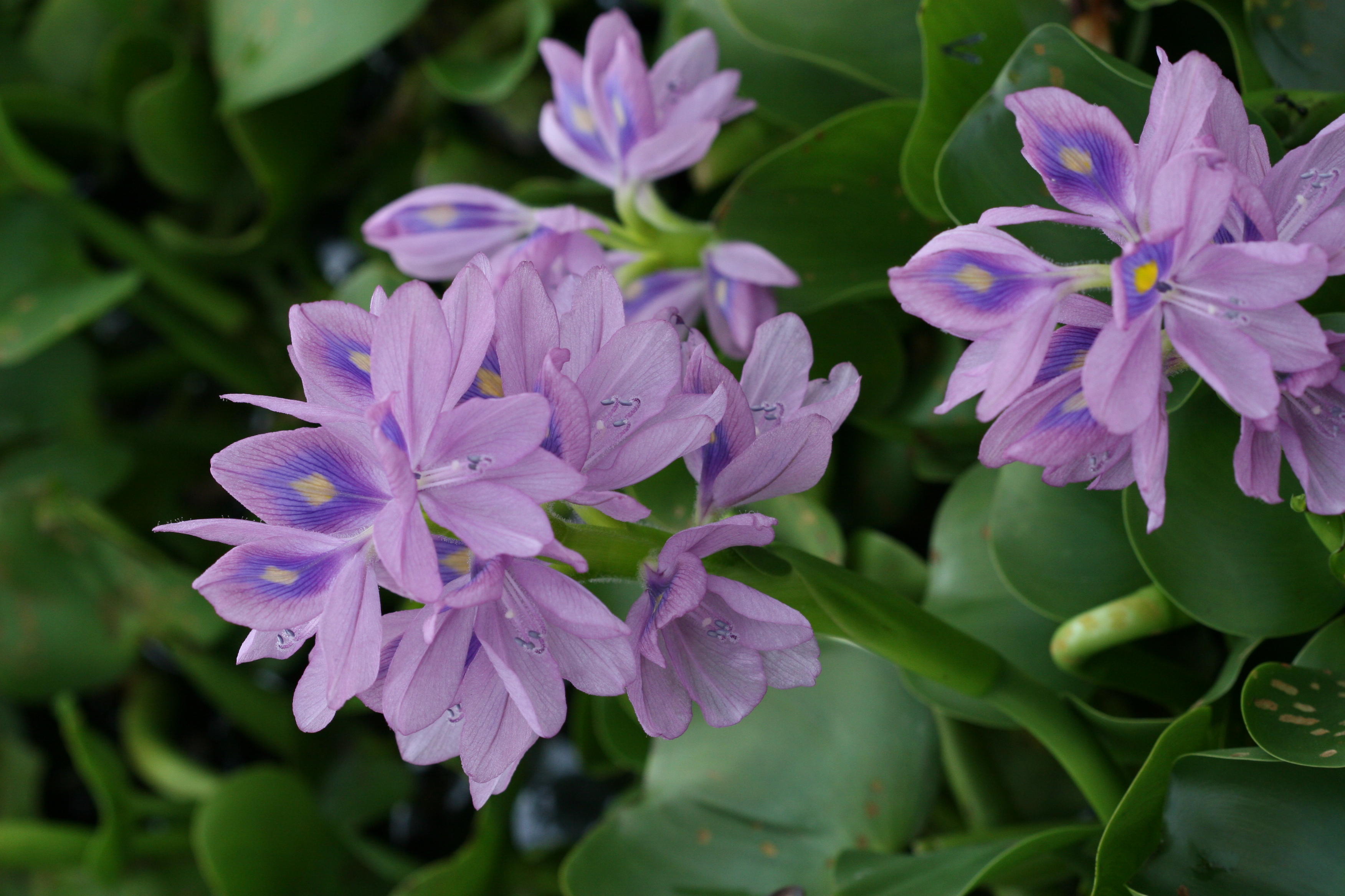hoa cay beo nhat ban (Eichhornia crassipes Solms)