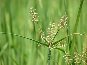 <span class='p-name'>Cây Hương Phụ (Cyperus rotundus L) Và Công Dụng Trong Đông Y.</span>