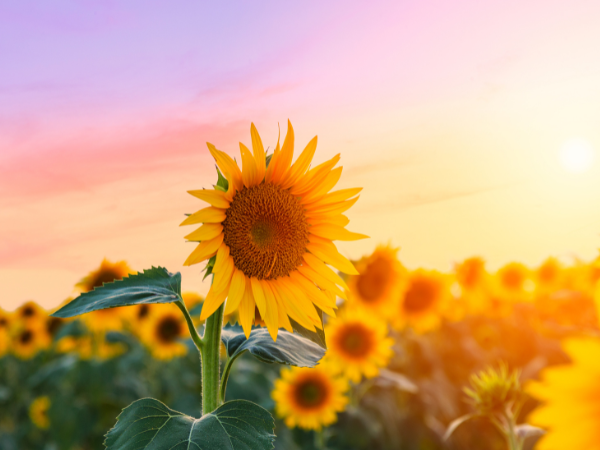 Địa Chỉ Chữa Bệnh Lậu Ở Phú Thọ Dứt Điểm Nhanh Chóng, Uy Tín.